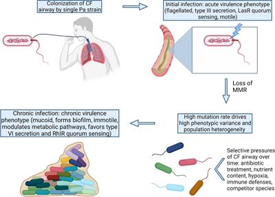 The role of the Pseudomonas aeruginosa hypermutator phenotype on the shift from acute to chronic virulence during respiratory infection